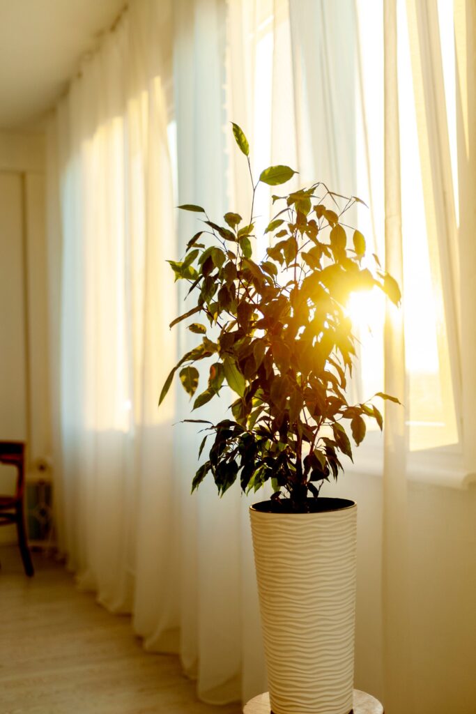 Sunny window at sundown, with long white curtains and a green plant.