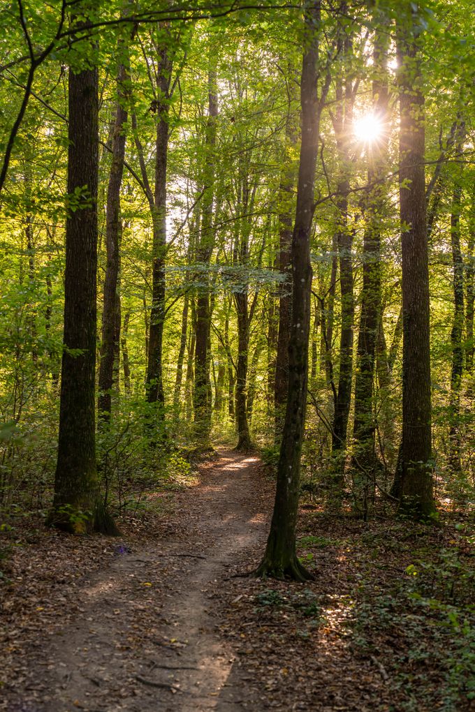 Walking path in a beautifull forest.